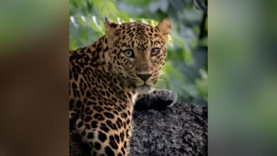 Wildlife Photographer Captures Leopard With Different-Coloured Eyes In Bandipur