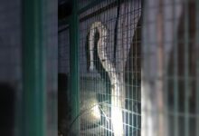 Giant Python Gets Into Power House In Lucknow, Causes Outage