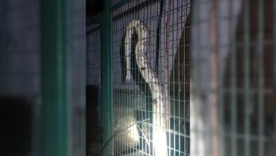 Giant Python Gets Into Power House In Lucknow, Causes Outage