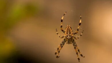 British Man Develops Flesh-Eating Disease After Being Bitten By Deadly Spider