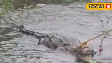 A huge crocodile reached the drain of the town through the river, people were shocked to see the crocodile.