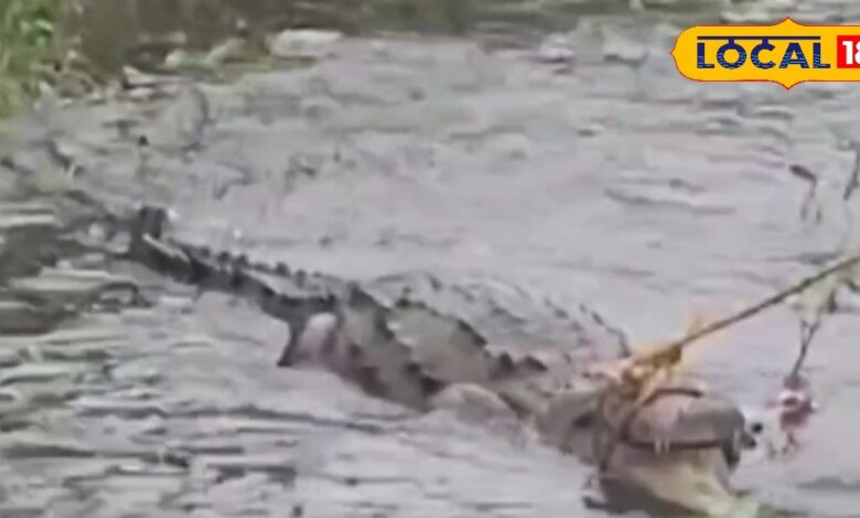 A huge crocodile reached the drain of the town through the river, people were shocked to see the crocodile.