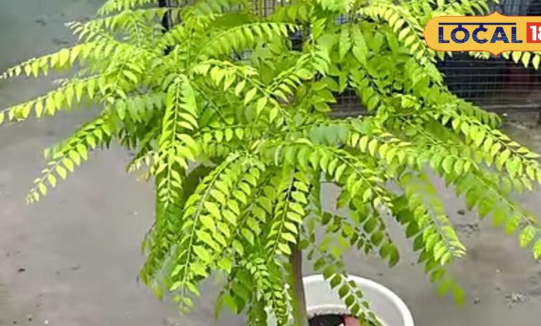 Curry Leaves Plant: बस अपना लीजिए ये ट्रिक, जंगल की तरह हरा-भरा हो जाएगा करी पत्ते का पौधा