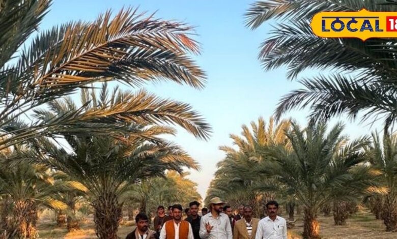 Desert farmers learned date cultivation, date farms growing in Jaisalmer