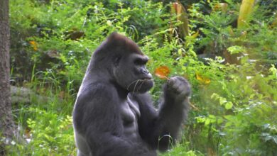 How Gorillas And Traditional Healers May Inspire Breakthroughs in Medicine