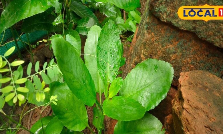 These five plants will keep you away from diseases, these plants growing in pots are free doctors – News18 हिंदी