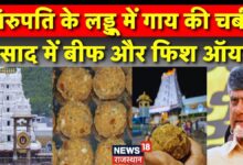 Tirupati Laddu Animal Fat Row : तिरुपति के लड्डू में गाय की चर्बी ? Tirupati Laddu News