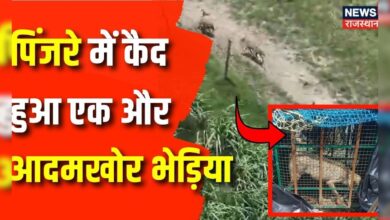 UP Bharaich Wolf News : पकड़ा गया एक और आदमखोर भेड़िया | Uttar Pradesh News | Breaking News