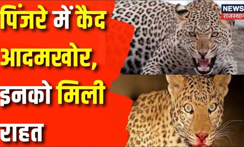 Udaipur Panther Attack News : पकड़ा गया आदमखोर तेंदुआ, वन विभाग ने ली रहत की साँस