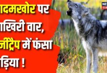 Wolf attack : आदमखोर पर आखिर वार, honey trap में फंसा भेड़िया | Wolf honey trap