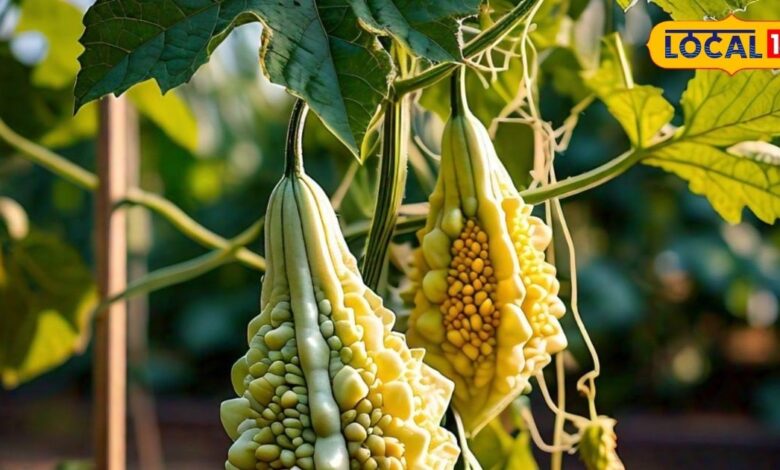 bitter gourd benefits for diabetes vegetable good for kidney liver treatment at home – News18 हिंदी