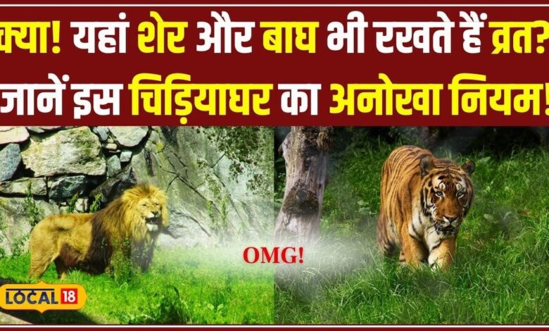 इस Zoological Park के Lion और Tigers भी रखते हैं उपवास, हर Friday होता है अनोखा Fasting Day #local18