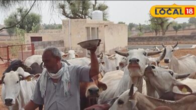 गांव छोटा दिल बड़ा, नहीं देखे गए भूखे, प्यासे गौवंश, सड़कों से उठा पुश्तैनी जमीन में पाल रहे 350 पशु-350-cows-were-being-reared-in-their-ancestral-land-know-the-story-of-the-farmer