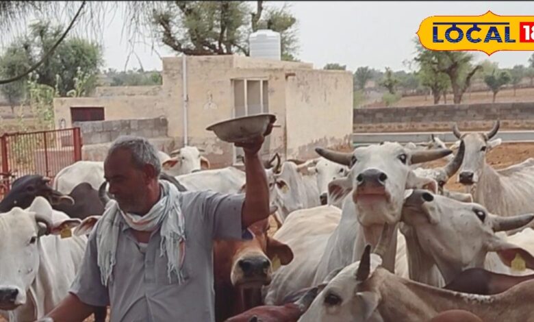 गांव छोटा दिल बड़ा, नहीं देखे गए भूखे, प्यासे गौवंश, सड़कों से उठा पुश्तैनी जमीन में पाल रहे 350 पशु-350-cows-were-being-reared-in-their-ancestral-land-know-the-story-of-the-farmer