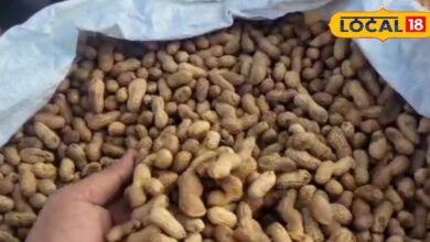 Groundnut has become the main source of nutrition in Jalore, know its health benefits from Ayurvedic doctor – News18 हिंदी