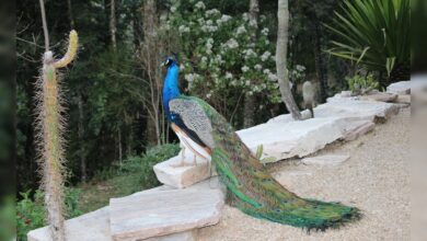 Peacock Sighting At 6,500 Feet In Uttarakhand Surprising, Say Experts