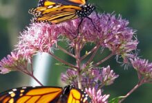 New Project Aims to Relocate Oyamel Fir Trees to Protect Monarch Butterflies