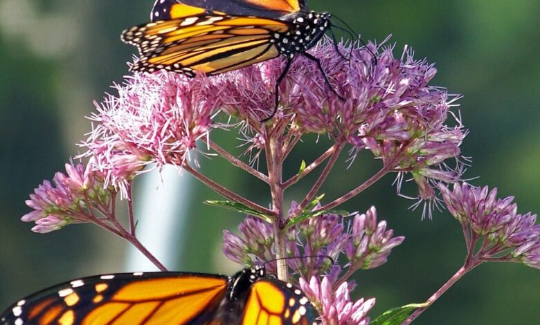 New Project Aims to Relocate Oyamel Fir Trees to Protect Monarch Butterflies