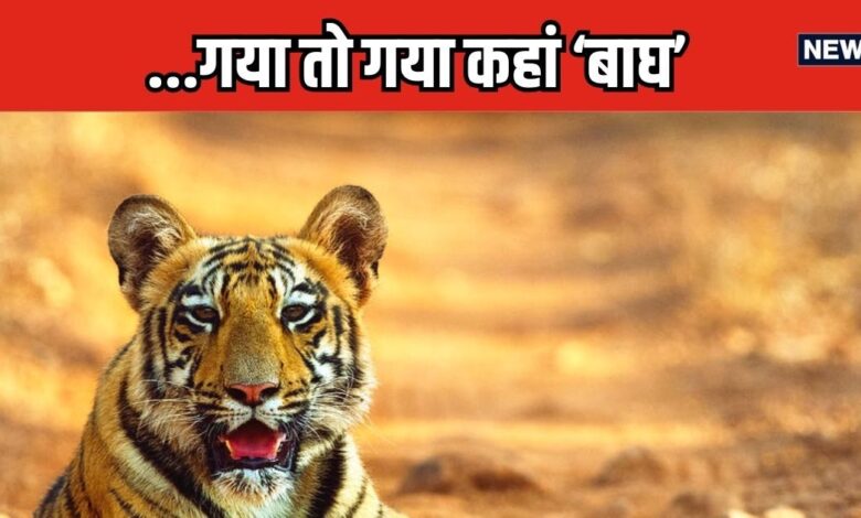 2 महीने से नौजवान बाघ 'लापता', खोजता फ‍िर रहा वन विभाग, सरिस्का टाइगर रिजर्व में क्‍यों बज रही खतरे की घंटी