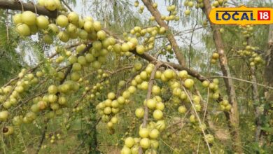 After knowing these qualities of Amla, you will also start consuming Amla, it is a panacea for many physical problems. – News18 हिंदी