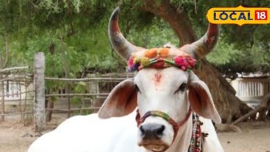 Cow will soon get the status of cow in Rajasthan