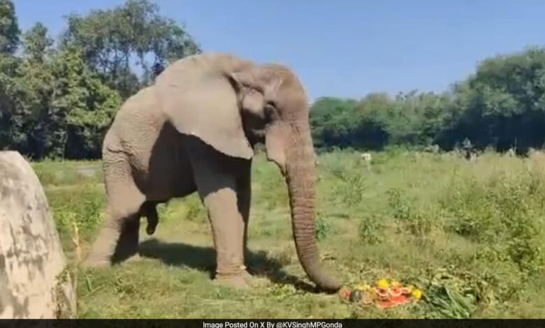 Delhi Zoo's Lone African Elephant "Freed From Chains" After Welfare Review