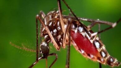 Dengue In Rajasthan: राजस्थान में डेंगू का विस्फोट, करीब 7 हजार केस, 11 दिन में 2273 नए मरीज