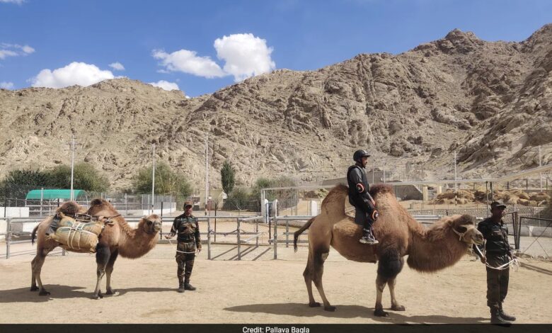 Hoof Patrol? How 2-Humped Camels Are Being Trained As 'Soldiers' In Ladakh