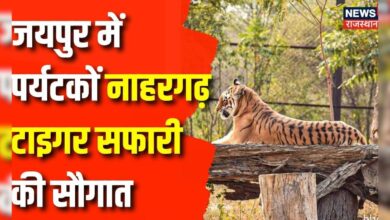 Rajasthan News: Jaipur में Nahargarh tiger safari का CM Bhajanlal Sharma करेंगे उद्घाटन