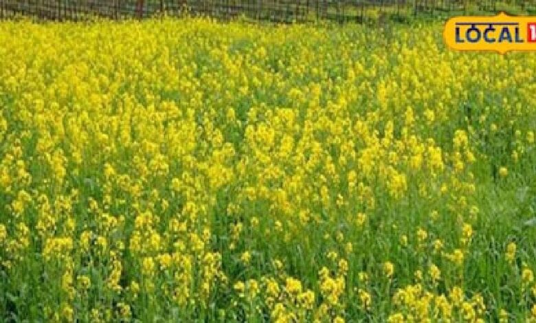 Sikar News : अब किसान अपने खेत में करेंगे उन्नत बीजों का एक्सपेरिमेंट, कृषि विभाग सब्सिडी भी देगा
