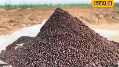 Sirohi News : क्या आप भी खेतों में नकली डीएपी खाद उपयोग तो नहीं कर रहे हैं, ऐसे करें असली डीएपी की पहचान