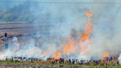 Supreme Court Raps Punjab, Haryana Over Stubble Burning