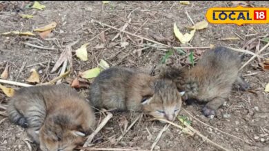 Villagers mistook the kittens of a wild cat as leopard cubs, know what happened next