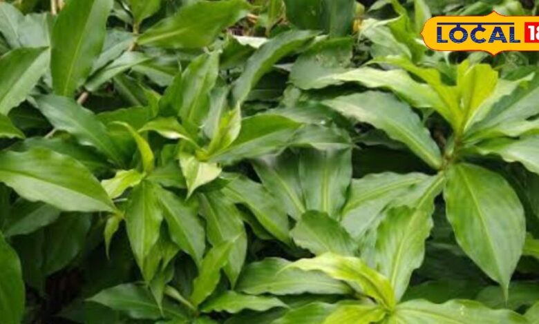 insulin plant for diabetes benefits antioxidants fiber and more sa