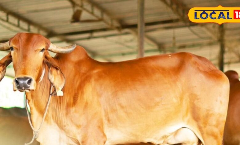 jaipur gir cow farming benefits profit for farmers and milk production SA