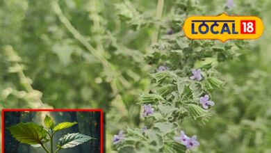 jharkhand Van tulsi benefits health ayurvedic use for cough sa