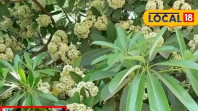 saptaparni tree fragrance benefits medicinal uses by dr kishore pathak sa