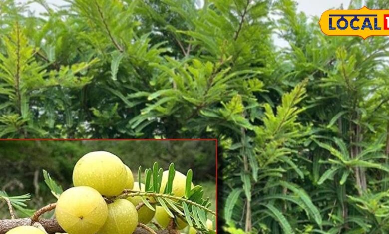 treatment of eye and digestive Vitamin C rich fruit Amla benefits tree farming care tips – News18 हिंदी