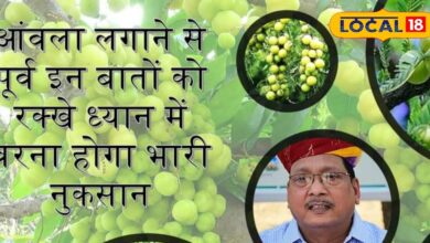 आंवला लगाने से पहले इन बातों को रखें ध्यान में, वरना होगा भारी नुकसान