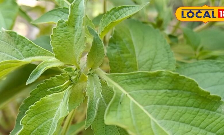 आयुर्वेद की रानी है ये पवित्र पौधा, वेदों में भी किया गया गुणों का बखान! इन बीमारियों से दिलाता है निजात