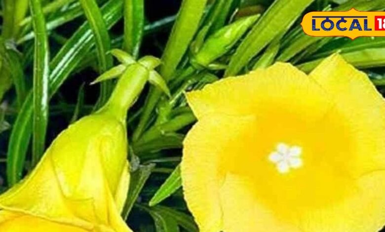 कनेर के पत्तों का लेप जोड़ों के दर्द में देता है आराम, पुराने घावों को भरने में भी किया जाता है इस्तेमाल