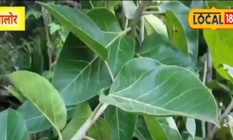 गरीबों का काढ़ा है इस पेड़ का पत्ता! कई गंभीर बीमारियों का करता है रामबाण इलाज