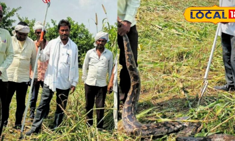 फसल काट रहे खे मजदूर, अचानक आया गया एक विशालकाय अजगर, खेत छोड़ भागे किसान