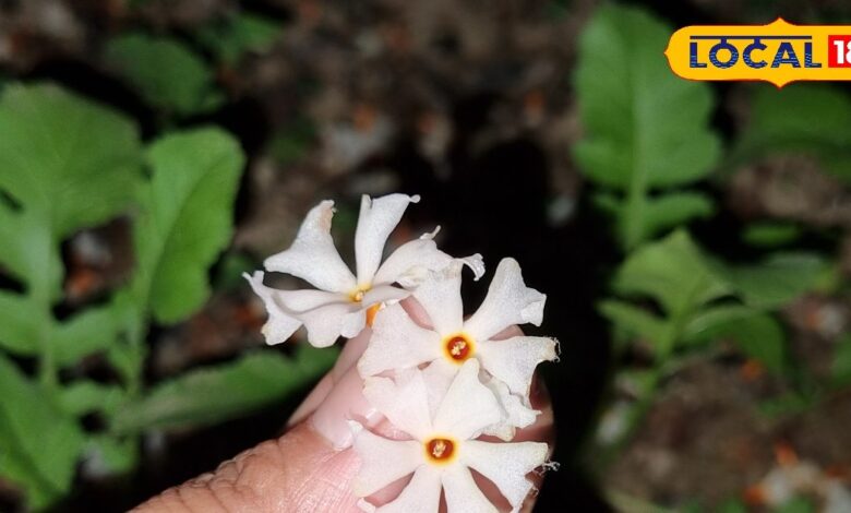 सफेद रंग का यह फूल करता है तिगड़म, डायबिटीज से लेकर मांसपेशियों तक, कई बीमारियों को कर देता है दूर!  