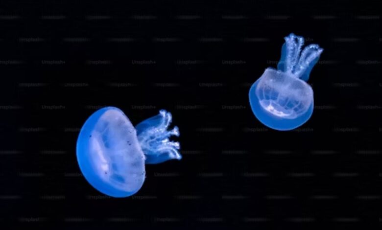 Comb Jellies Exhibit Rare Ability to Revert from Adult to Juvenile Form