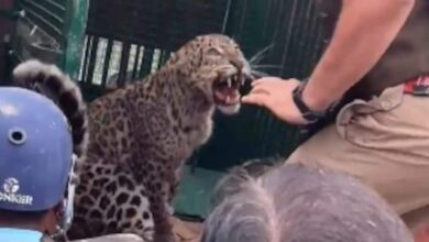 Trapped Leopard Was Being Loaded On Truck. Then This Happened