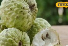 winter-superfood-sitafal-takes-care-of-heart-and-also-keeps-skin-healthy – News18 हिंदी