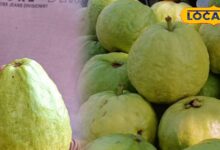 allahabadi-guava-boom-in-market-due-to-its-shining-and-strong-packing – News18 हिंदी