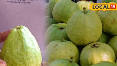 allahabadi-guava-boom-in-market-due-to-its-shining-and-strong-packing – News18 हिंदी