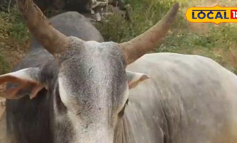 5500 बछड़ों का बाप है ये सांड, सबसे अलग है इसकी डाइट, स्पेशल देखभाल तरीके की जाती है देखभाल